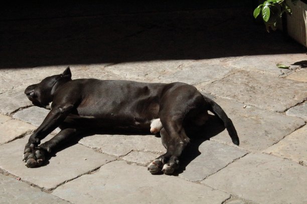 流浪狗蹲伏休息图片下载