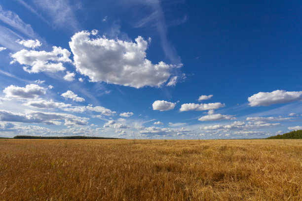 夏日的风景——麦田映衬着如画的天空图片下载