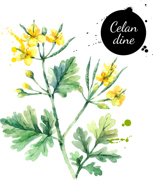 手绘水彩白屈菜花画图片下载