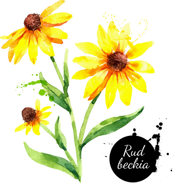 手绘水彩鲁贝卡黑眼睛苏珊图片下载