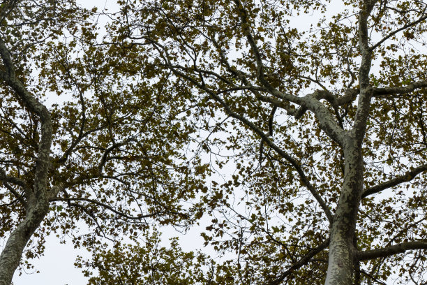 梧桐树枝叶的剪影图片下载