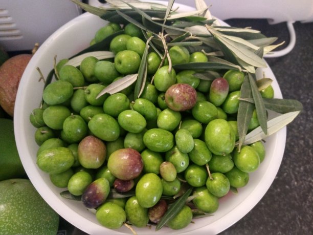 Olea europaea又名橄榄图片下载