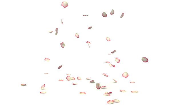 带红边的白玫瑰飞落在地上图片下载