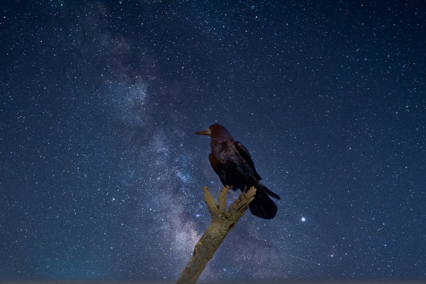 白嘴鸦高高地站在树上，以星星为背景图片下载