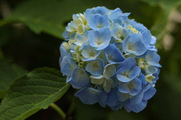 花绣球近距离在一个绿色的背景图片下载