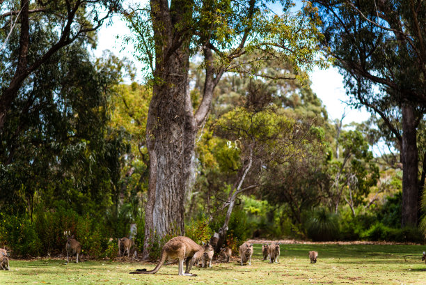 西澳大利亚，西澳大利亚州，一群红袋鼠在高大的公园里的绿草地上图片下载