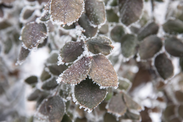 霜叶，冻叶图片下载