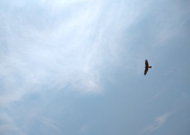鹰在天空中飞翔图片下载