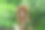 花园里废弃的木质电话亭。沟通无处不在。保持联系图片下载
