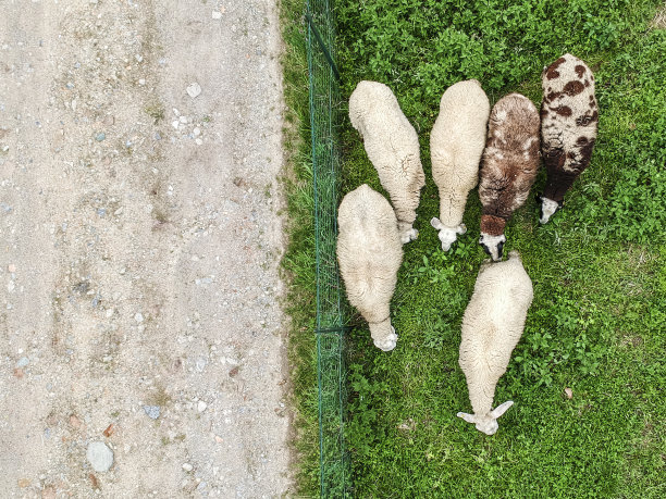 从山顶望去，羊群聚集在一条乡间小路旁图片下载