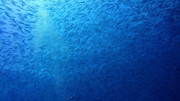 大型鱼群蓝海主题背景图片下载
