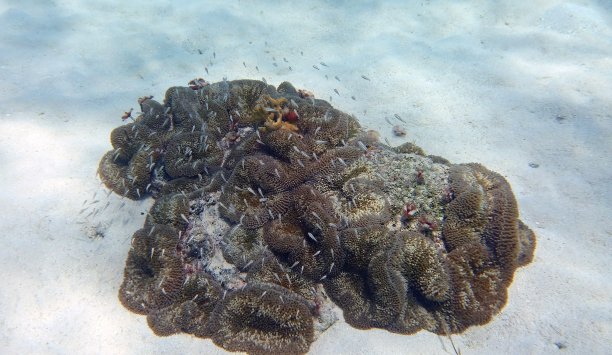 沙质海底的小珊瑚群图片下载