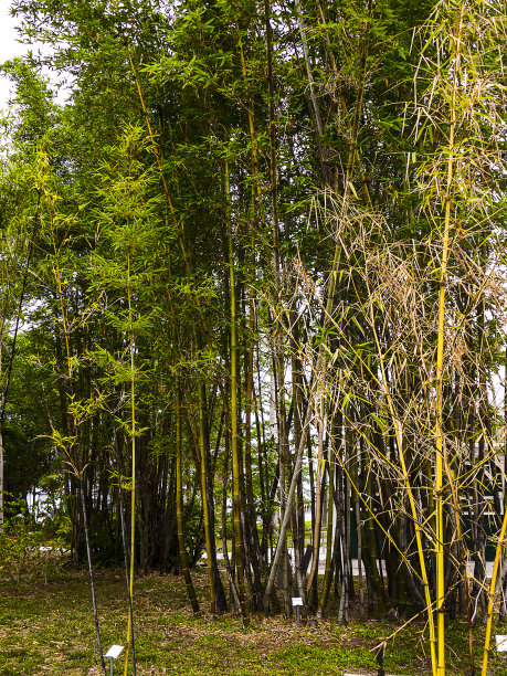 佛罗里达迈尔斯堡的花园图片下载