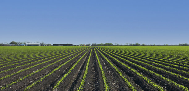 新鲜种植的玉米图片下载