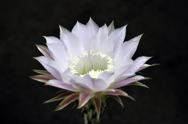 仙人掌花图片下载