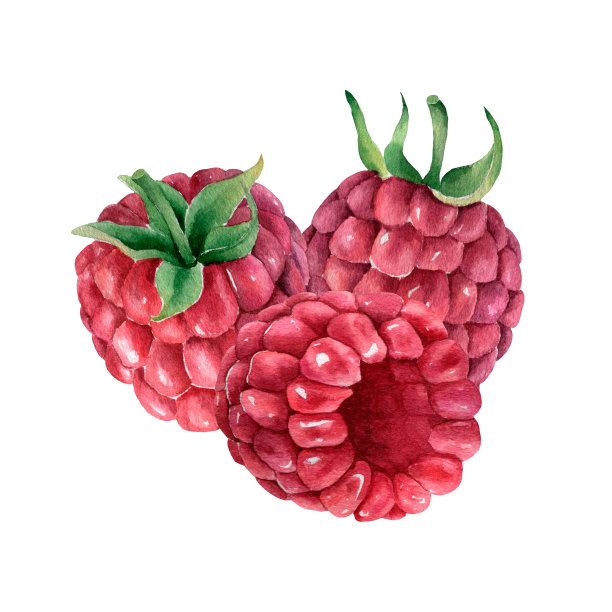 手绘水彩树莓组成图片下载