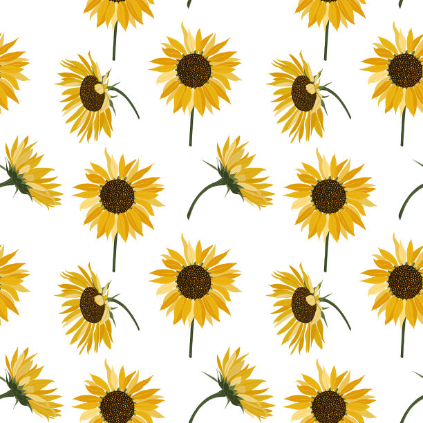 无缝图案与向日葵的黄色花，特写在一个白色的背景图片下载