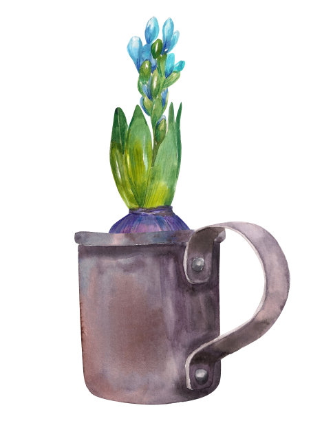 水彩插图。带洋葱和绿叶的蓝色风信子，装在一个带柄的锡杯里。图片下载