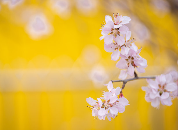春天樱花盛开图片下载
