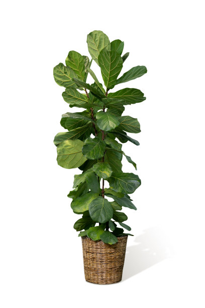 白色背景上的室内植物图片下载