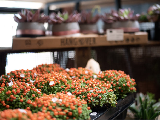 鲜花店图片下载