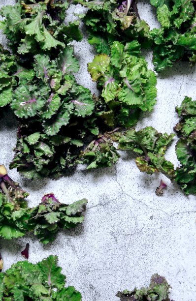 甘蓝和抱子甘蓝的杂种图片下载