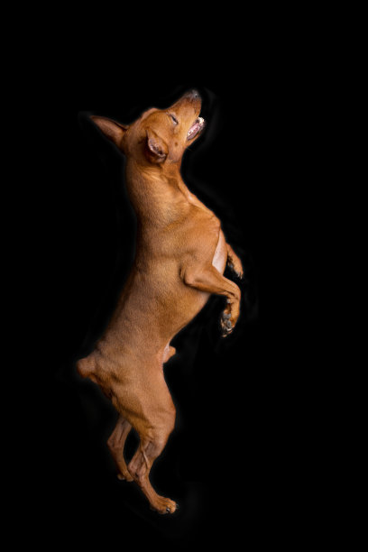 黑色背景上的棕色迷你平胸犬。这只矮小的小品犬注视着它的主人。血统很好的可爱的狗。图片下载