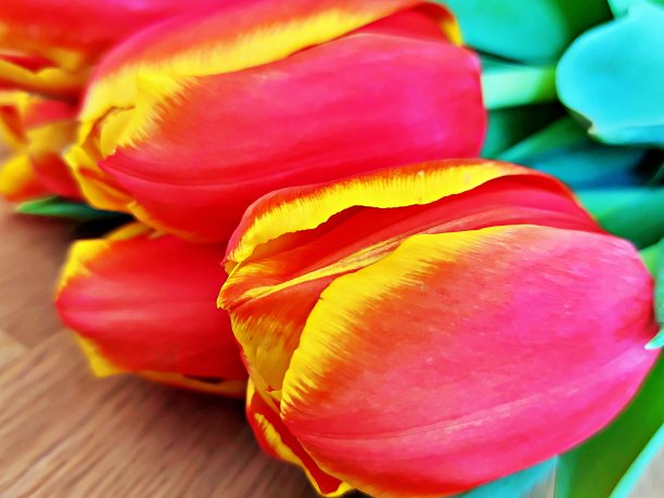 美丽的郁金香图片下载