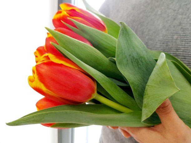 美丽的郁金香图片下载