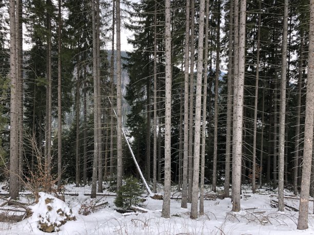 高大的松树炉灶图片下载
