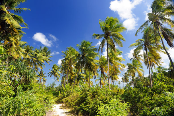 在天堂般的泰国海滩和棕榈树上放松。暑假背景图片下载