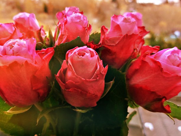 美丽的玫瑰花束图片下载