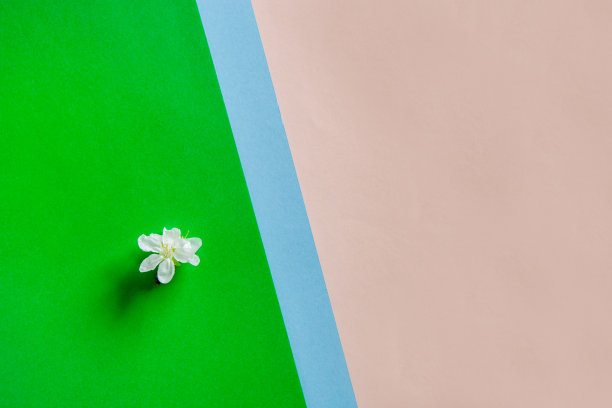 近距离的照片樱桃树美丽的花朵在五颜六色的粉红色和绿色的背景。俯视图，春天，复活节和各种节日和事件的概念图片下载