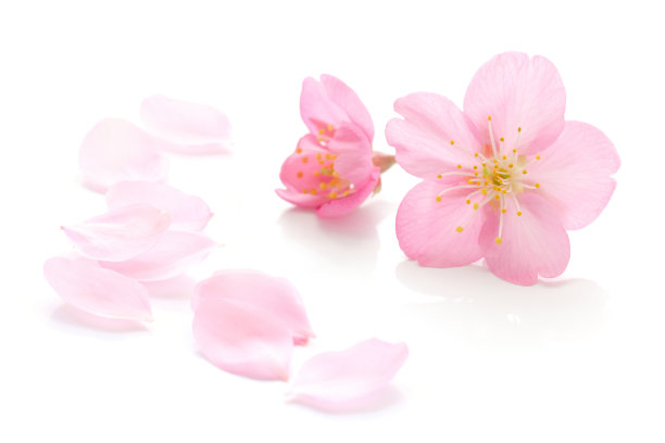 日本天然粉色樱花和花瓣孤立在白色背景上，春天摄影图片下载