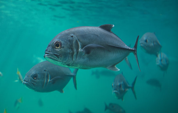 活的Jacks或Trevallies鱼游泳。图片下载