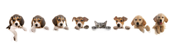 比格犬、杰克罗素犬和英国短毛猫站在一个空横幅上图片下载