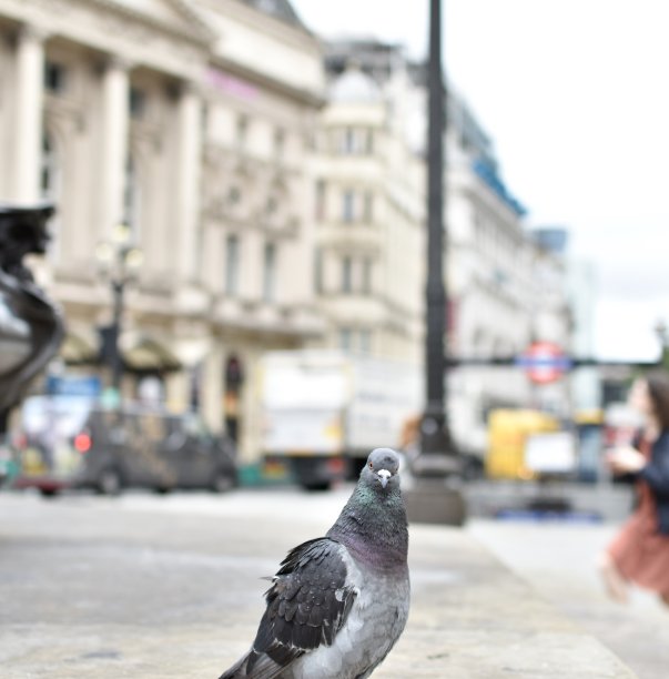 英俊大胆的鸟图片下载