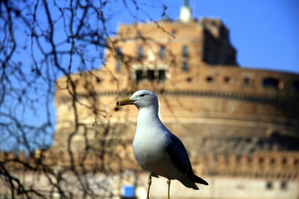 海鸥在罗马城市景观背景前摆姿势图片下载