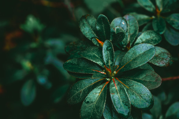 绿叶与露水在黑暗的自然背景图片下载