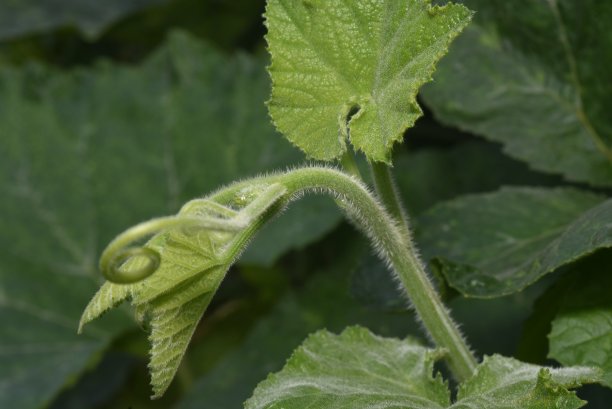 西瓜的叶子图片下载