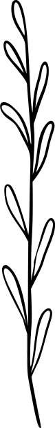 野花轮廓手绘元素草药图片下载