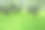 成排的苹果树在开花的果园里。春天的风景。图片下载