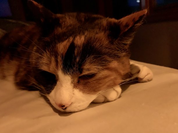 我希望我是一只猫图片下载