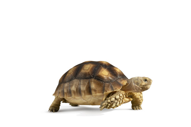 海龟孤立在白色背景与剪切路径图片下载