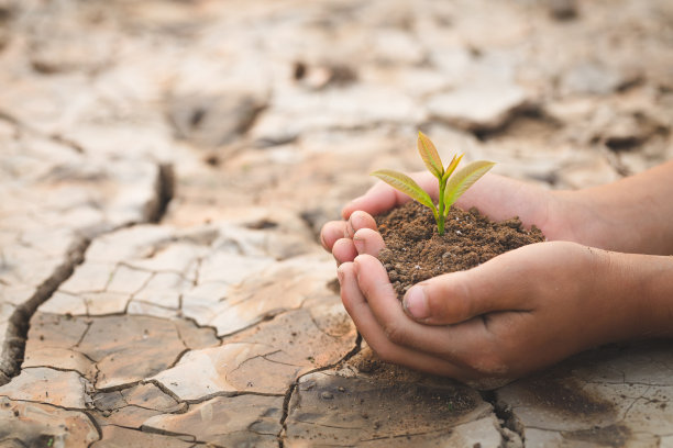 小朋友手捧一棵小树苗，在干裂的背景土壤上，种一棵树，减少全球变暖，庆祝世界环境日图片下载