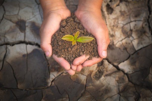 双手捧着一棵小小的绿树植物，在土壤干裂的背景下，种一棵树，减少全球变暖，春天，世界环境日，生态地球日图片下载