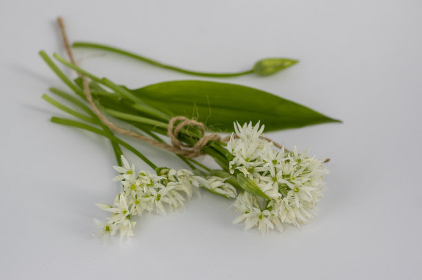 野生葱熊蒜花盛开，白柿子开花植物和绿色可食叶孤立图片下载