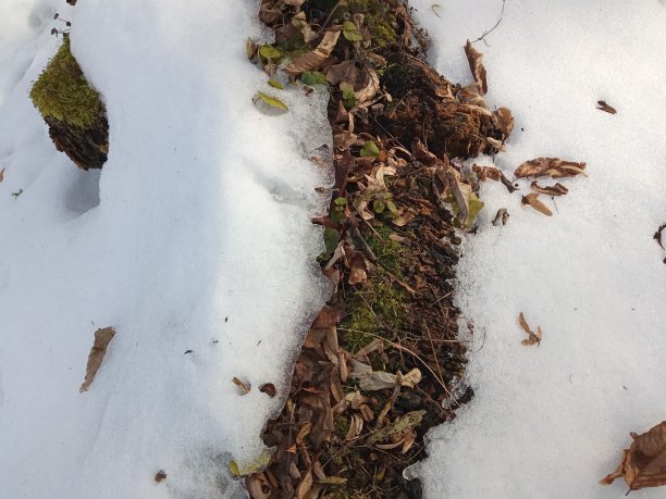 冬天有活泼的绿色植物图片下载