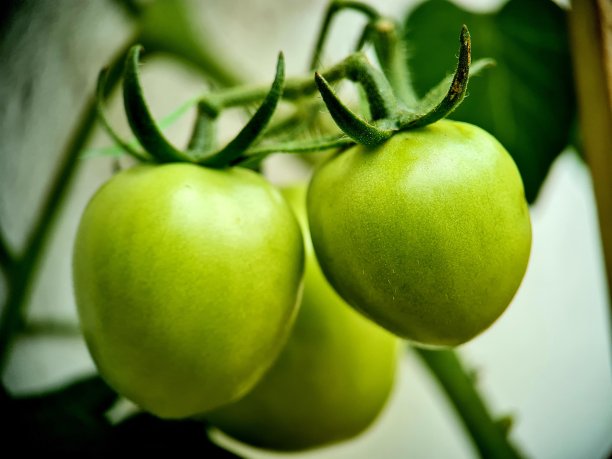 未成熟的西红柿图片下载