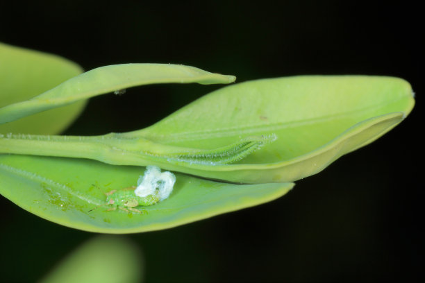 坐在黄杨树叶上的跳木虱(木虱木虱)的幼虫。它是一种常见的花园害虫。图片下载